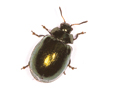 Plagiodera versicolora